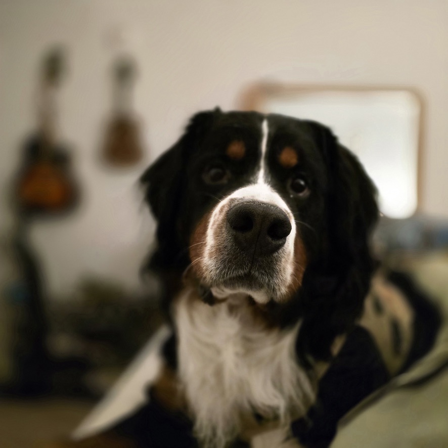Pierce, Devnua’s Bernese Mountain Dog and Chief Morale Officer
